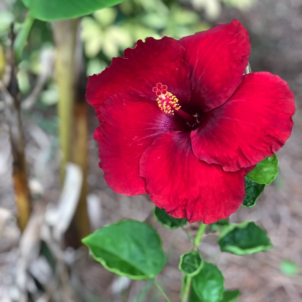 Meet your Posher, Pauline